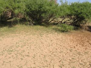 Végétation Sauvage