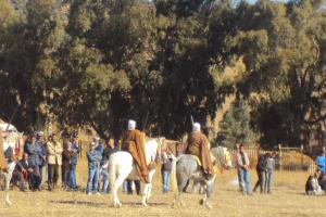 le 1er festival nle du tourisme équestre tiaret du 1 novembre au 4 novembre 2011