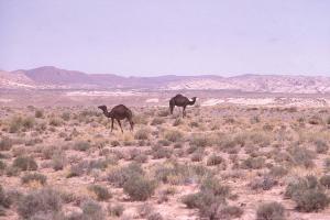 Chameaux dans la Nature