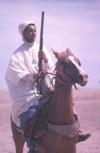 Cheval Racé du Désert