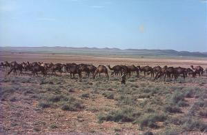 Troupeau de Chameaux