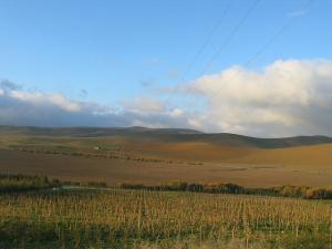 Djelfa, Champ Cultivé