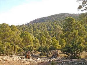 Forêt de la Montagne