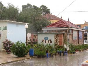 Marché de Fleurs de Djelfa