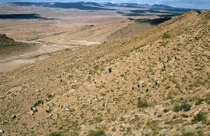 Pâturage dans les vastes champs de Djelfa