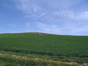Champs Cultivés à Djelfa