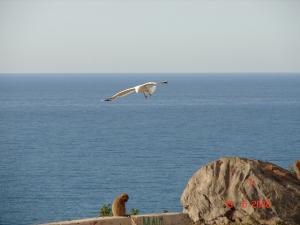 Echantillon de la faune de Jijel (Singe Magot survolé par une Mouette)