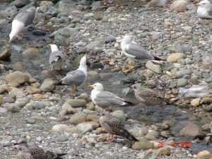 Mouettes au repos sur une plage de galets