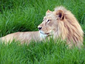 Lion (Parc animalier de Kissir)