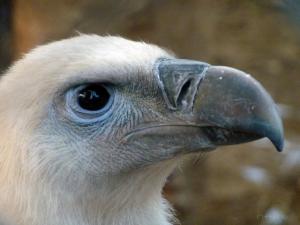 Vautour du Djurdjura