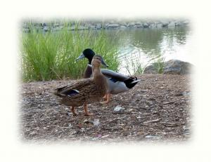 Canards (Parc animalier de Kissir)