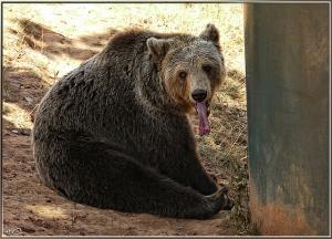 Ours Brun au Parc Animalier de Kissir