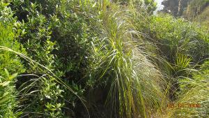 Verdure de Printemps