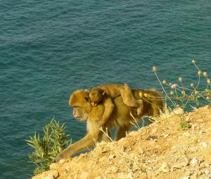 Magots en bord de  mer