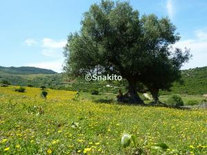 Olivier près des montagnes Babor à Jijel