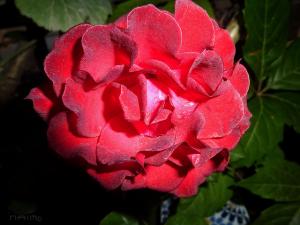 Rose de Jijel