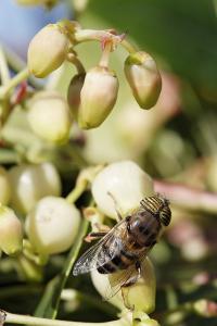 Eristalis Taeniops