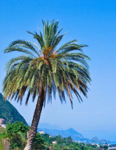 Palmier de Jijel
