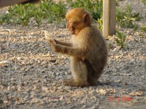 Petit Singe Magot tenant un Bout de Pain
