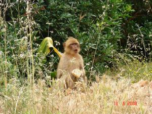 Magot dans son Milieu Naturel