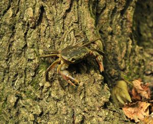 Crabe sur la côte de Jijel