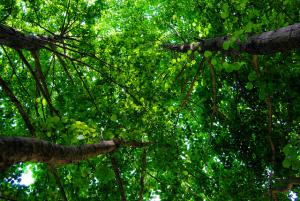 Un Verdure Exceptionnelle