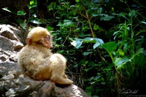 Petit Magot Somnolant