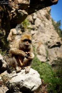 Macaca Sylvanus (Macaque de Barbarie)