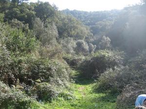 jijel, Végétation Sauvage