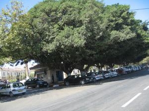 Jijel, Arbres Gigantesques