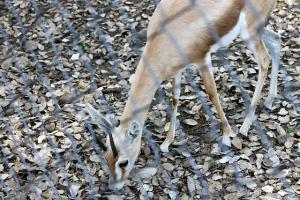 Gazelle au Parc Zoologique