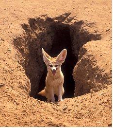 Fennec d'Algerie