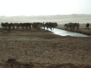 Sud ALgerie Tifernine