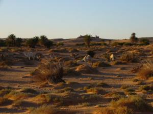 El Hadj Guelmane - TIMIMOUN ALGERIE