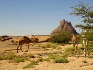 la pause m?ridienne pr?s de l'Adrar Hedjrine