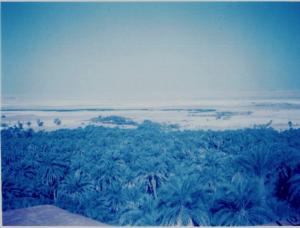 La Palmeraie depuis la terrasse de l'hotel
