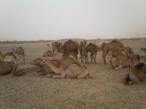 Troupeau de chameaux