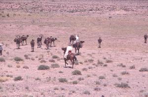 Caravane Marchande de Bédouins