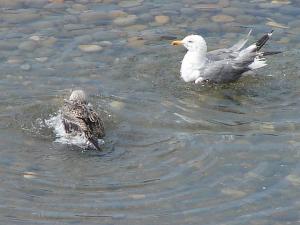 Bain d'eau tiède pour les mouettes