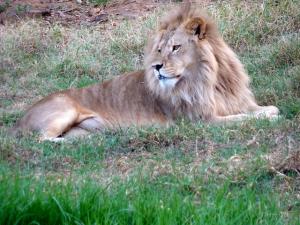 Lion (Parc animalier de Kissir)