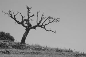 Arbre mort dans un cimetière