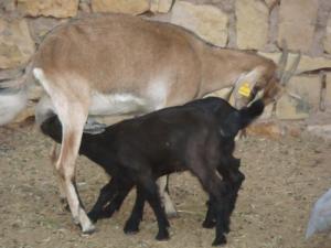 maman chévre a el assafia laghouat
