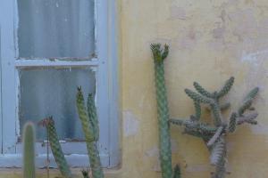 Cactus à Laghouat