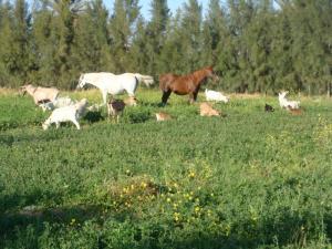 jardin a el assfia laghouat