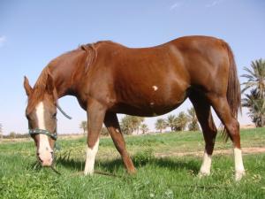 pur sang arabe de laghouat