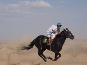 course de chevaux mrika laghouat