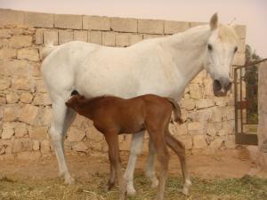 élevage pur sang arabe de laghouat