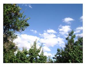 Jardins de Laghouat, Rue Djoudi Abdelkader