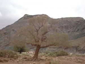 kef el milh laghouat