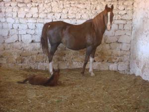 naissance de la petite